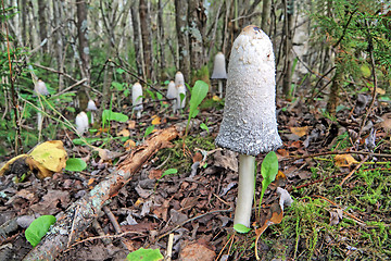 Image showing mushrooms 