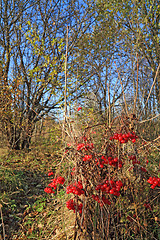 Image showing berries of the viburnum in dry herb