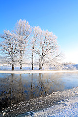 Image showing oak wood on coast river