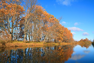 Image showing oak wood on coast river