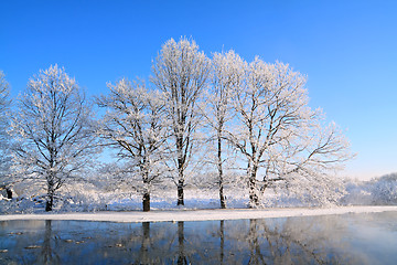 Image showing oak wood on coast river