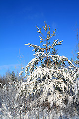 Image showing pine in snow