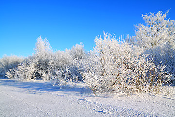 Image showing snow bushes on coast river