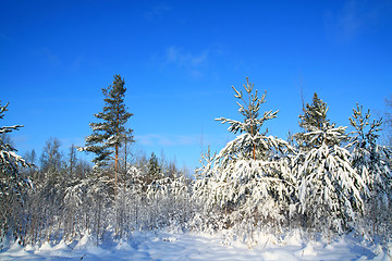 Image showing pines in snow on celestial background 