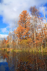 Image showing oak wood on coast river