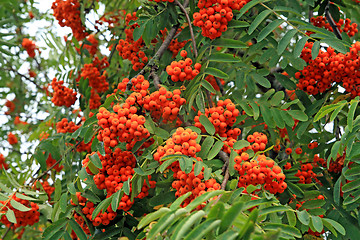 Image showing tree of rowanberry in town park