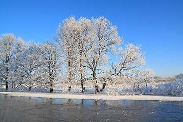 Image showing oak wood on coast river