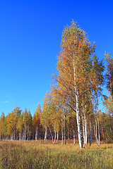 Image showing yellow birch on autumn field