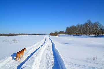 Image showing redhead dog on rural road 