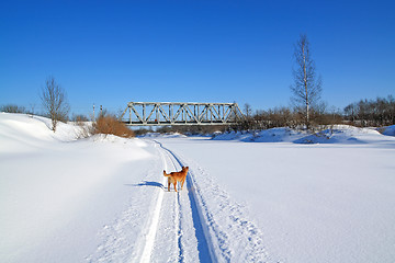 Image showing redhead dog on winter road