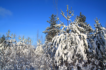 Image showing pines in snow on celestial background 