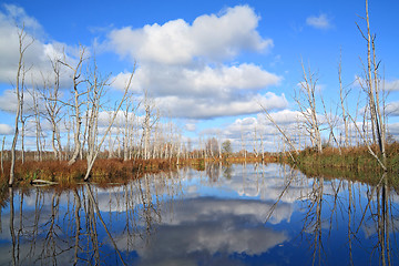 Image showing dry wood on coast river