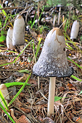 Image showing mushrooms 