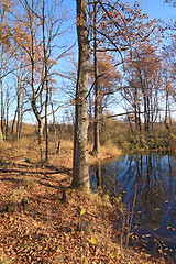 Image showing oak wood near small river