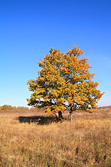 Image showing yellow oak on autumn field