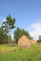 Image showing stack hay near pine wood