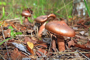 Image showing brown mushroom amongst rotten sheet