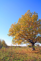 Image showing yellow oak on autumn field 