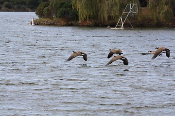 Image showing Geese heading back