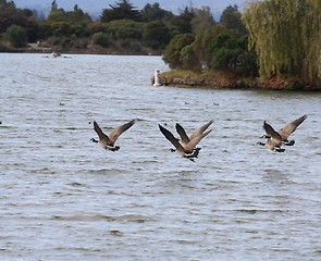 Image showing Geese moving their wings