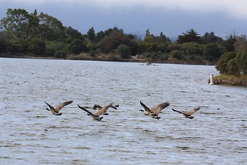 Image showing Geese getting closer to the other side