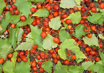 Image showing Leaves with Fruits Preserves