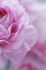 Image showing pastel pink flowers