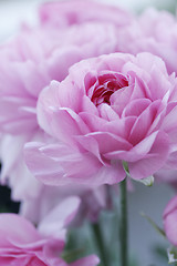 Image showing pastel pink flowers