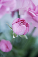 Image showing pastel pink flowers