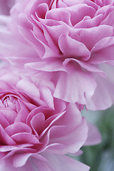 Image showing pastel pink flowers