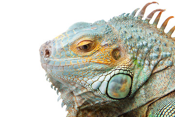 Image showing iguana on isolated white