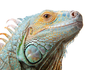 Image showing iguana on isolated white