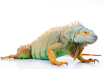 Image showing iguana on isolated white