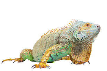 Image showing iguana on isolated white