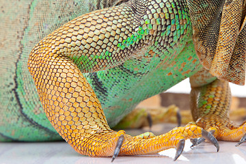 Image showing paw of iguana