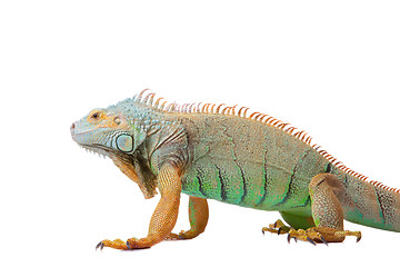 Image showing iguana on isolated white