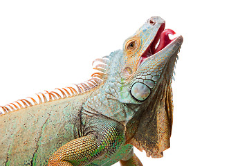 Image showing iguana on isolated white