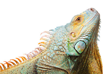 Image showing iguana on isolated white