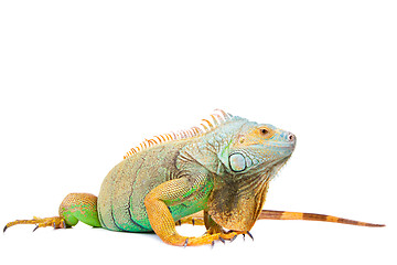 Image showing iguana on isolated white