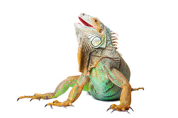 Image showing iguana on isolated white