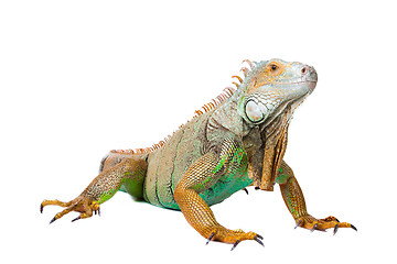 Image showing iguana on isolated white