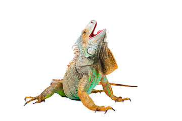 Image showing iguana on isolated white