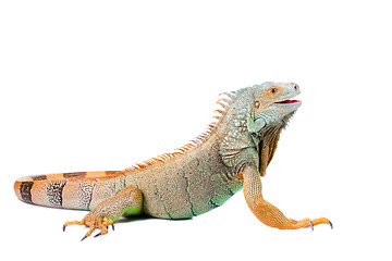 Image showing iguana on isolated white