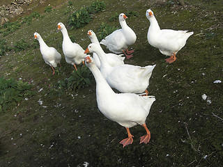 Image showing Norwegian white goose