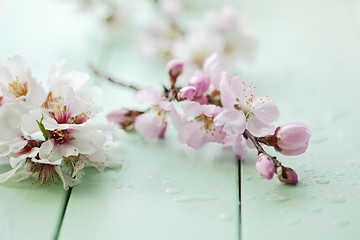 Image showing almond blossom still life