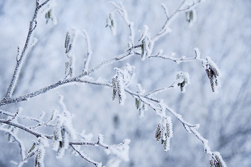 Image showing snow crystals