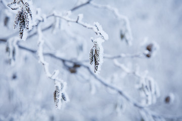 Image showing snow crystals