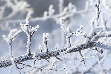 Image showing snow crystals