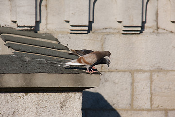 Image showing pigeons on the roof
