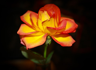 Image showing yellow rose